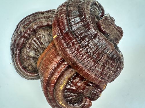 Ling Zhi (Black, Whole) 黑靈芝 (個) - Ganoderma