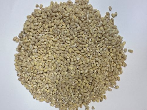 Huai Xiao Mai 淮小麥 - Triticum Aestivum Semen