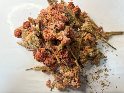 Ji Guan Hua 雞冠花 - Celosiae Cristatae Flos