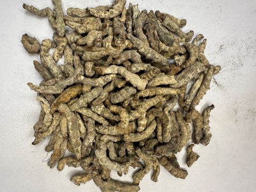 Jiang Can 僵蠶 - Bombyx Batryticatus