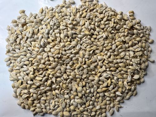 Ju He 橘核 - Citri Reticulatae Semen