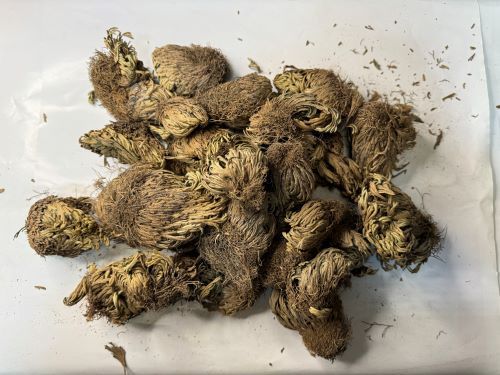 Juan Bai 卷柏 - Selaginellae Herba