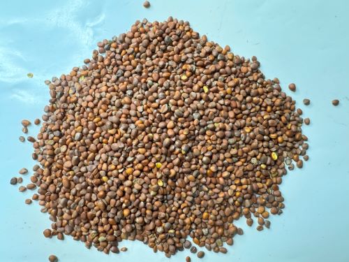 Lai Fu Zi 萊菔子 - Raphani Semen