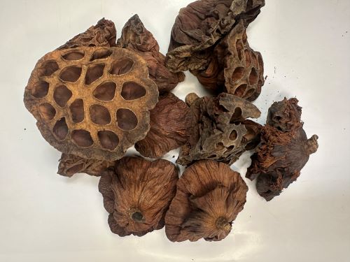 Lian Fang 蓮房 - Nelumbinis Receptaculum