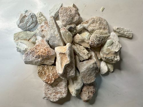 Long Gu (Duan) 煆龍骨 - Os Draconis Praeparata