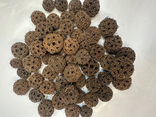 Lu Lu Tong 路路通 - Liquidambaris Fructus