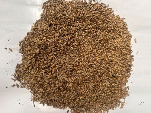 Chao Mai Ya 炒麥芽 - Hordei Germinatus Fructus Praeparata