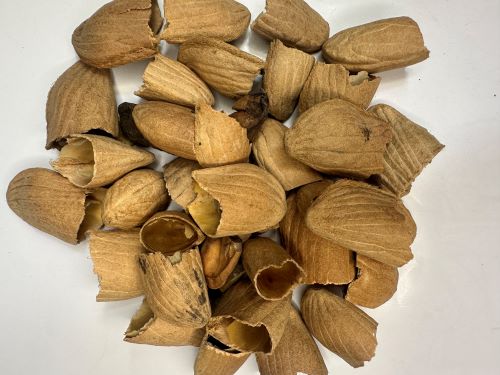 Mang Guo He 芒果核 (杧果核) - Mangifera Indica Semen