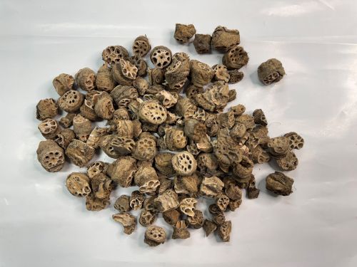 Ou Jie 藕節 - Nelumbinis Rhizomatis Nodus