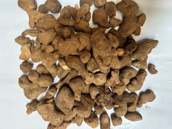 Pao Jiang 炮薑 - Zingiberis Rhizoma Praeparatum