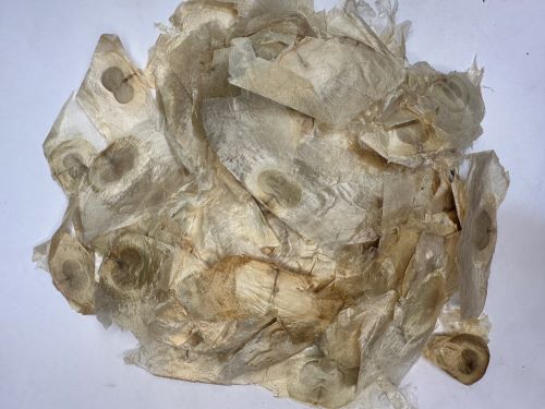 Mu Hu Die (Qian Ceng Zhi) 木蝴蝶 (千層紙) - Oroxyli Semen