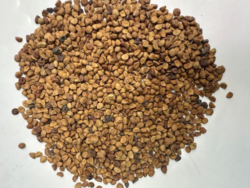 Qian Niu Zi (Bao Chou) 牽牛子 (白丑) - Pharbitidis Semen