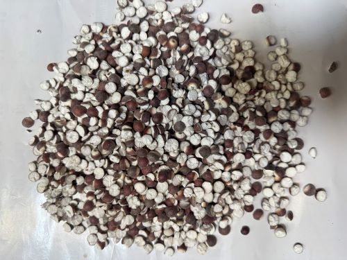 Qian Shi 芡實 - Euryales Semen