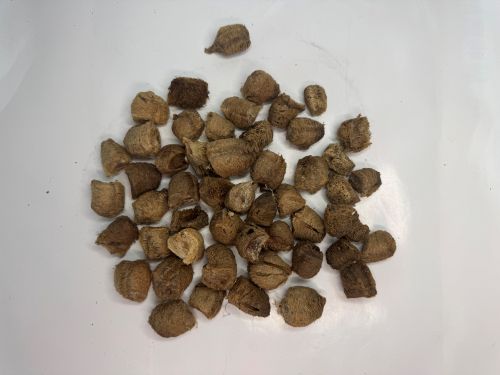 Sang Piao Xiao 桑螵蛸 - Mantidis Oötheca