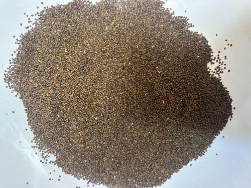 Sha Yuan Zi 沙苑子 - Astragali Complanati Semen