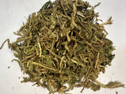 Shen Jin Cao 伸筋草 - Lycopodii Herba