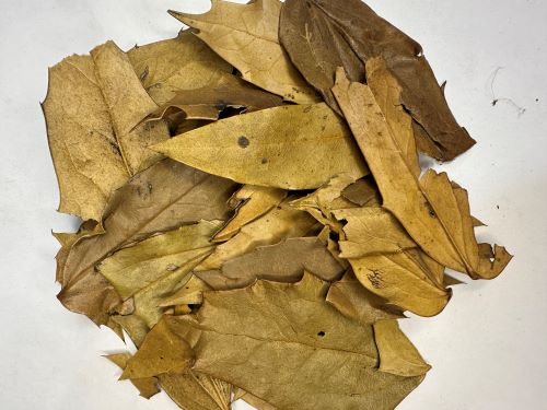 Shi Da Gong Lao Ye 十大功勞葉 - Mahonia Folium