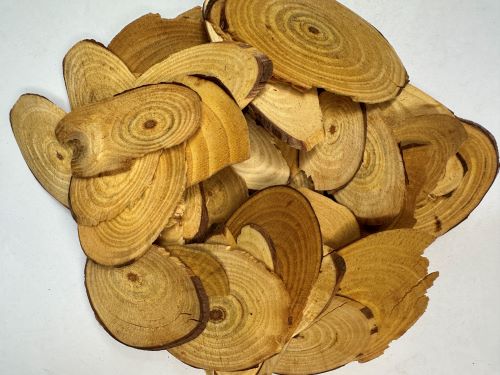 Song Jie 松節 - Pinus