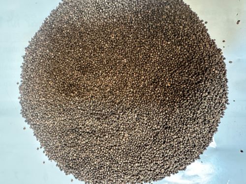 Zi Su Zi 紫蘇子 - Perillae Fructus