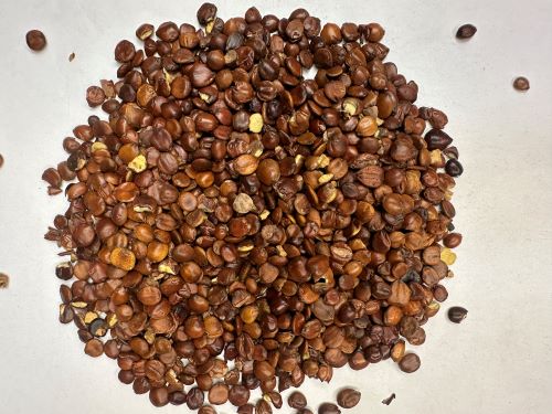 Suan Zao Ren (Chao) 酸棗仁(炒) - Ziziphi Spinosae Semen