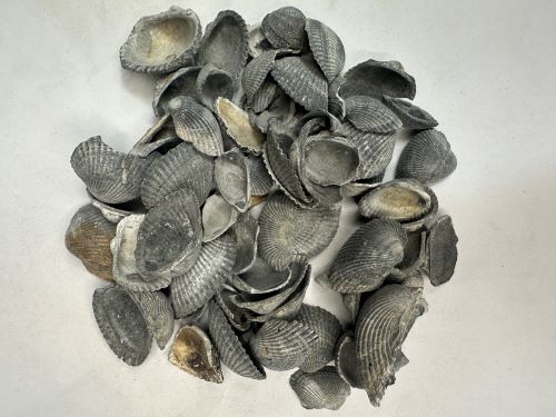 Wa Leng Zi (Duan) 煆瓦楞子 - Arcae Concha Praeparata