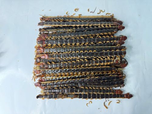 Wu Gong 蜈蚣 - Scolopendra