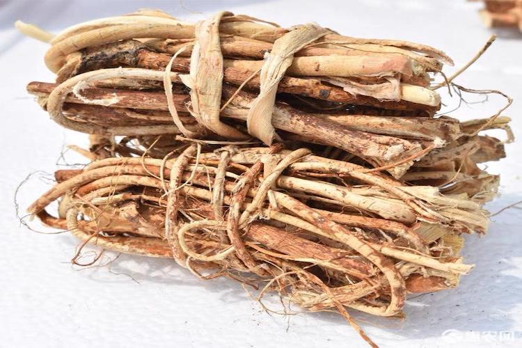 Wu Zhua Long 五爪龍 - Ficus Simplicissima Radix