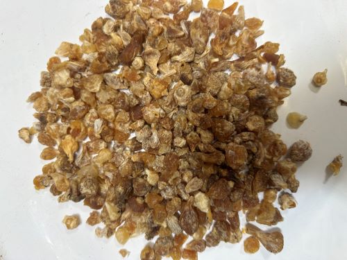 Xie Bai 薤白 - Allii Macrostemonis Bulbus