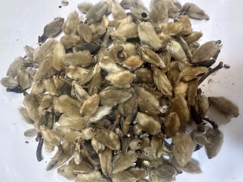 Xin Yi Hua 辛夷花 - Magnoliae Flos