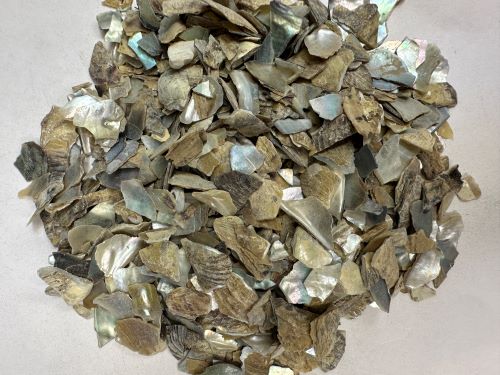 Zhen Zhu Mu 珍珠母 - Margaritifera Concha