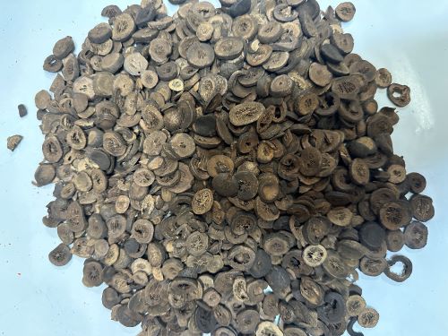 Chao Zhi Shi 炒枳實 - Aurantii Immaturus Fructus Praeparata