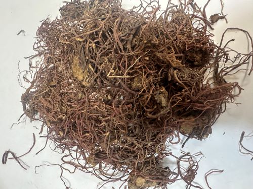 Zi Yuan (Zi Wan) 紫菀 - Asteris Radix Et Rhizoma